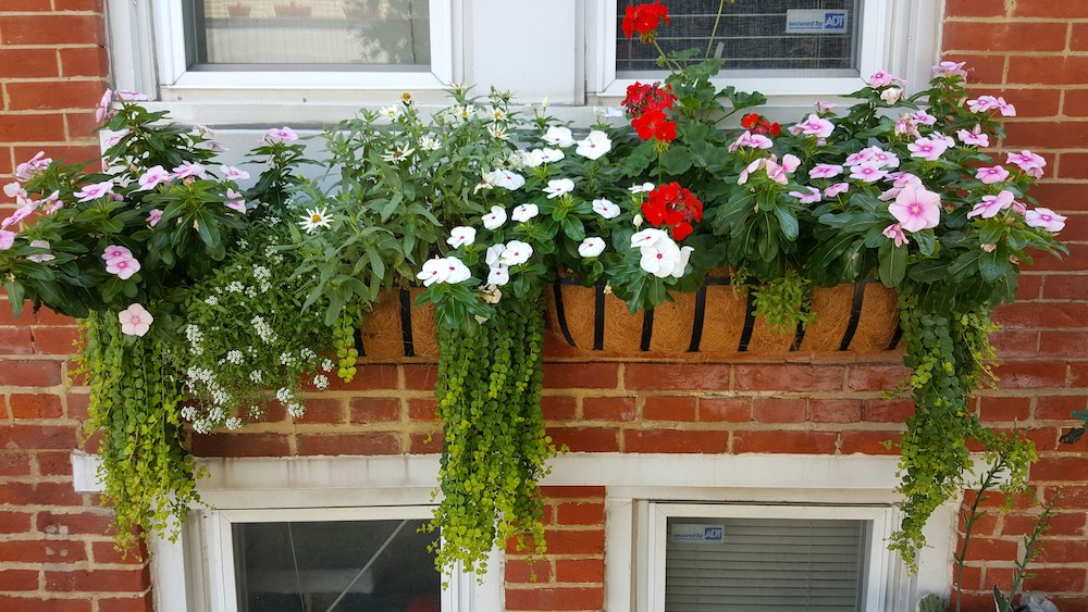 red brick home with white windows and flowers in window boxes